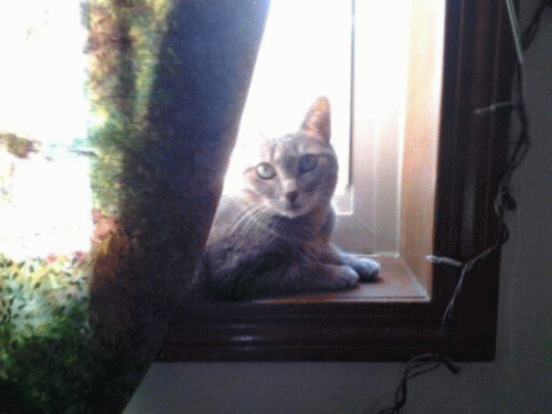 Sloth (USA-2) : Princess Dork Face